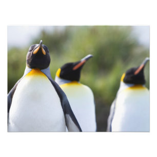 King pinguins foto afdruk