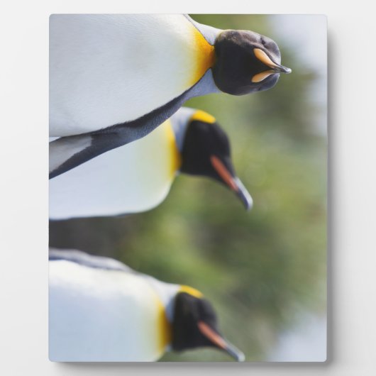 King pinguins fotoplaat (Voorkant)