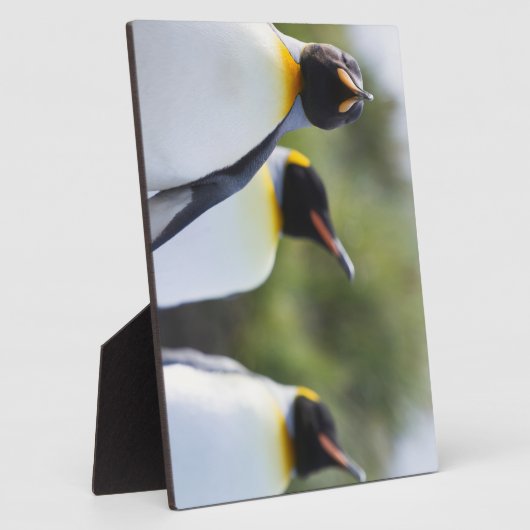 King pinguins fotoplaat (Zijkant)