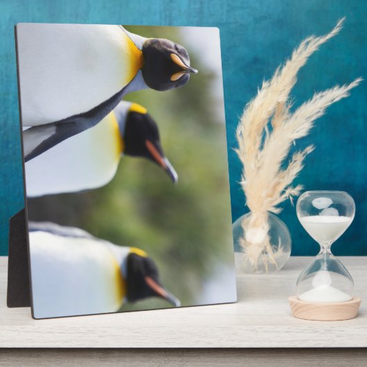 King pinguins fotoplaat (Zijkant)