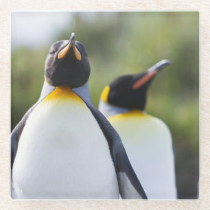 King pinguins glazen onderzetter