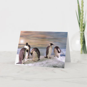 King pinguins kaart