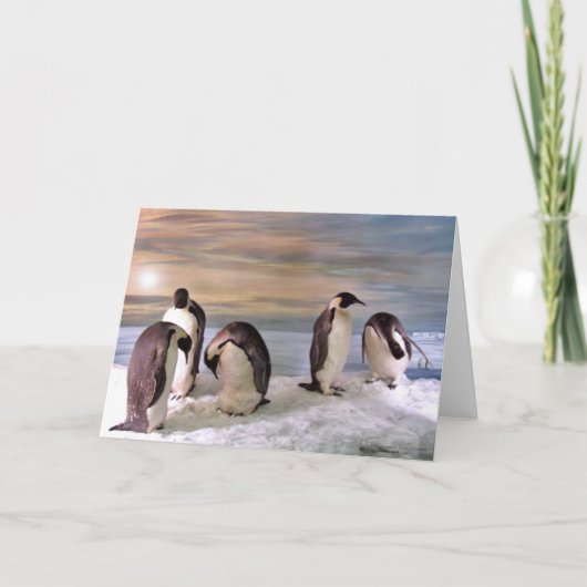King pinguins kaart (Voorkant)