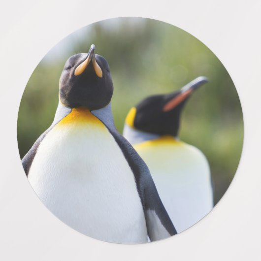 King pinguins labels (Design 1)