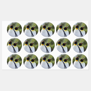 King pinguins labels