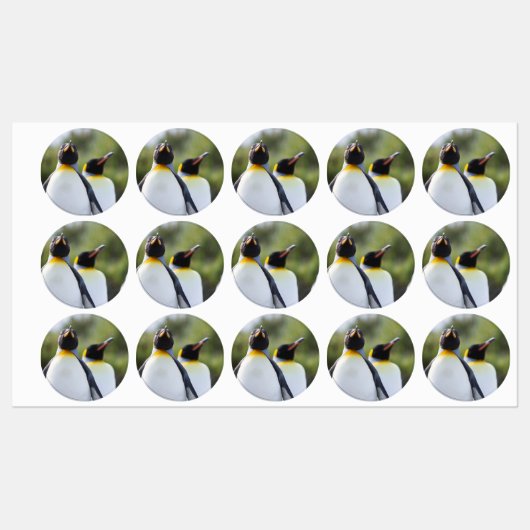 King pinguins labels (Vel)