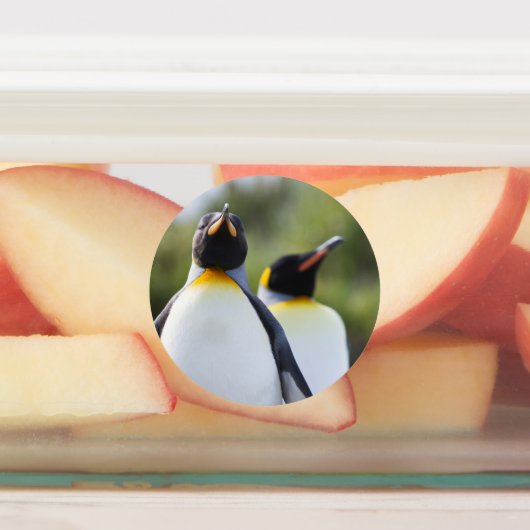 King pinguins labels (Aangebracht)