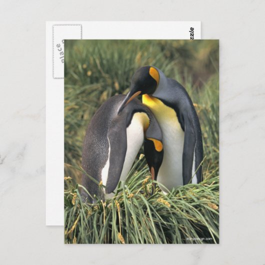 King pinguins Lovers Briefkaart (Voorkant / Achterkant)