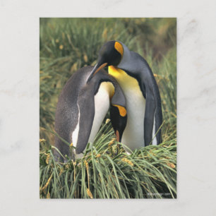 King pinguins Lovers Briefkaart