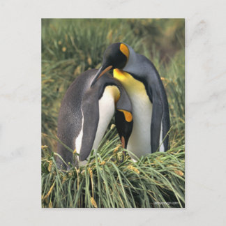 King pinguins Lovers Briefkaart