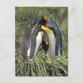 King pinguins Lovers Briefkaart (Voorkant)