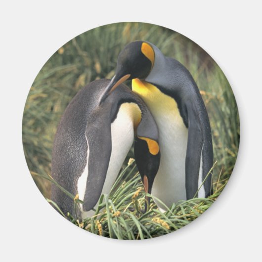 King pinguins Lovers Magneet (Voorkant)