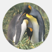 King pinguins Lovers Ronde Sticker (Voorkant)