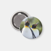 King pinguins magneet (Voorkant / Achterkant)
