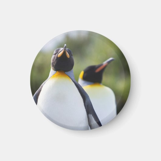 King pinguins magneet (Voorkant)