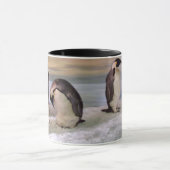 King pinguins mok (Midden)