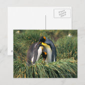 King pinguins nuzzling briefkaart (Voorkant / Achterkant)