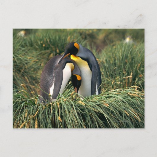 King pinguins nuzzling briefkaart (Voorkant)