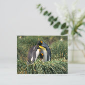 King pinguins nuzzling briefkaart (Staand voorkant)