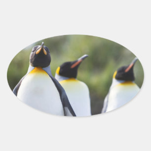 King pinguins ovale sticker