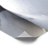 King pinguins poster (Hoek)