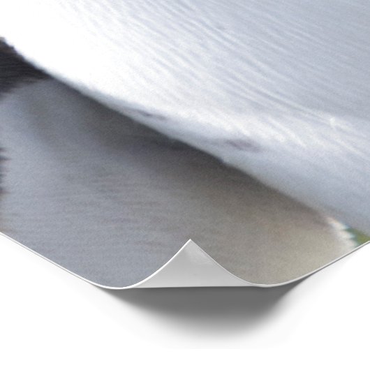 King pinguins poster (Hoek)