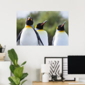 King pinguins poster (Thuiskantoor)