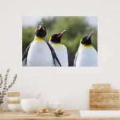 King pinguins poster (Keuken)