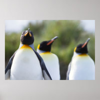 King pinguins