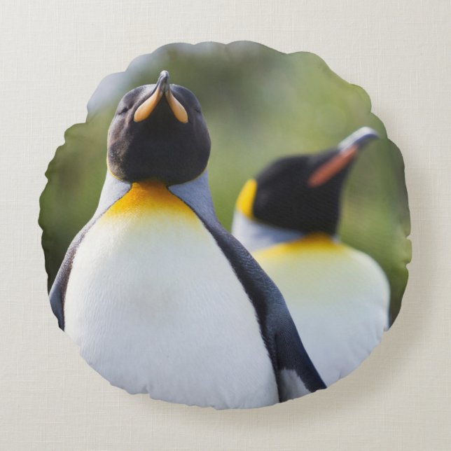 King pinguins rond kussen (Voorkant)