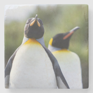 King pinguins stenen onderzetter