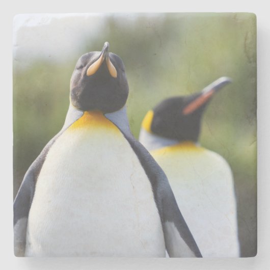 King pinguins stenen onderzetter (Voorkant)