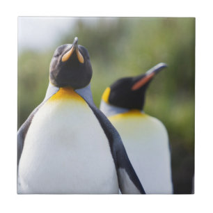 King pinguins tegeltje