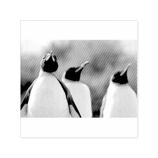 King pinguins  zelfinktende stempel (Design)