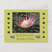 King Protea Briefkaart (Voorkant)