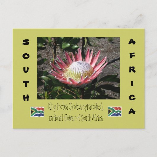 King Protea Briefkaart (Voorkant)