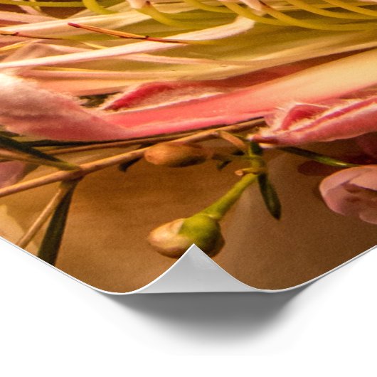 King Protea of South Africa Poster (Hoek)