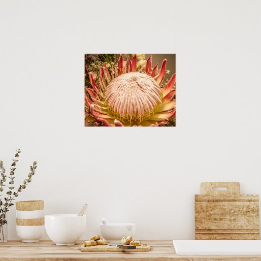 King Protea of South Africa Poster (Keuken)
