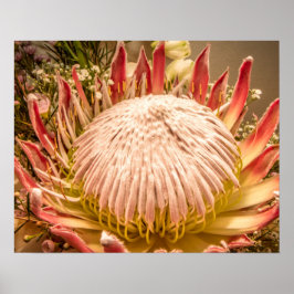 King Protea of South Africa Poster