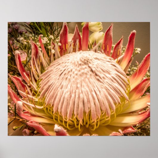 King Protea of South Africa Poster (Voorkant)