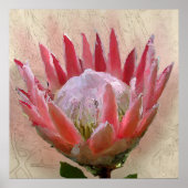 King Protea Poster (Voorkant)