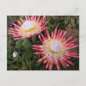 King Protea (Protea Cynaroides), Helderberg Briefkaart (Voorkant)
