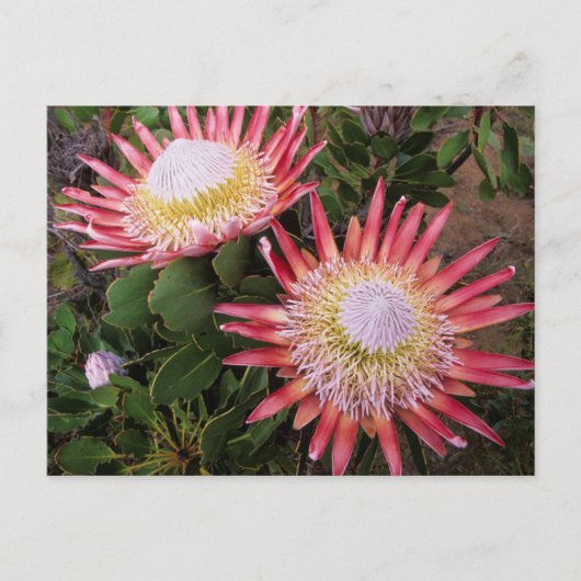 King Protea (Protea Cynaroides), Helderberg Briefkaart (Voorkant)