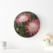 King Protea (Protea Cynaroides), Helderberg Grote Klok (Huis)