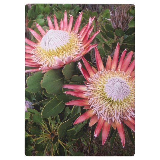 King Protea (Protea Cynaroides), Helderberg Klembord (Achterkant)