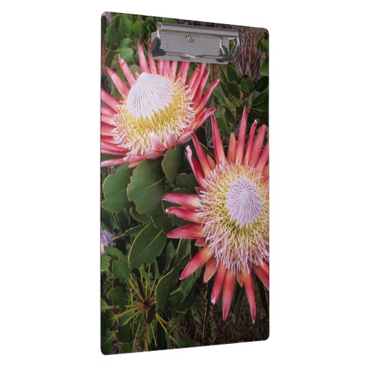 King Protea (Protea Cynaroides), Helderberg Klembord (Rechts)