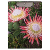 King Protea (Protea Cynaroides), Helderberg Klembord (Voorkant)