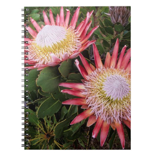 King Protea (Protea Cynaroides), Helderberg Notitieboek (Voorkant)