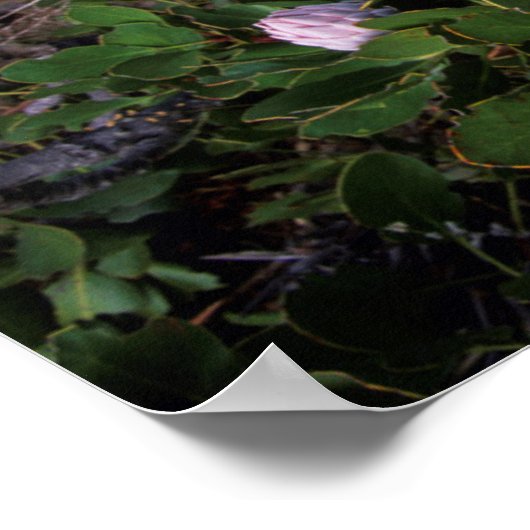 King Protea (Protea Cynaroides), Helderberg Poster (Hoek)