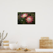 King Protea (Protea Cynaroides), Helderberg Poster (Keuken)